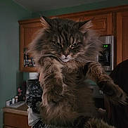 Leo is registered to the contest to win money with this photo: cat, fluffy, long_hair, indoor, kitchen, wooden_cabinets, microwave, pet, animal, feline, serious_expression, paws, fur, domestic, mammal, holding, person, home, appliance, portrait