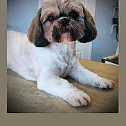 Utako participe au concours pour gagner de l'argent avec cette photo : animal, brown, companion, cute, dog, ears, eyes, face, fur, groomed, home, indoor, nose, paw, pet, portrait, relaxed, small_dog, table, white