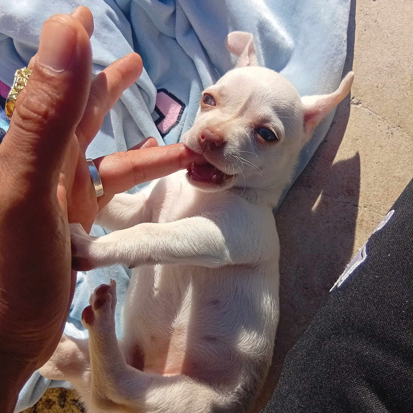 Nala participe au concours pour gagner de l'argent avec cette photo : dog, chihuahua, puppy, white_dog, small_dog, pet, animal, lying_down, playful, biting, human_hand, finger, blanket, outdoor, sunlight, close_up, portrait, cute, teeth, paws