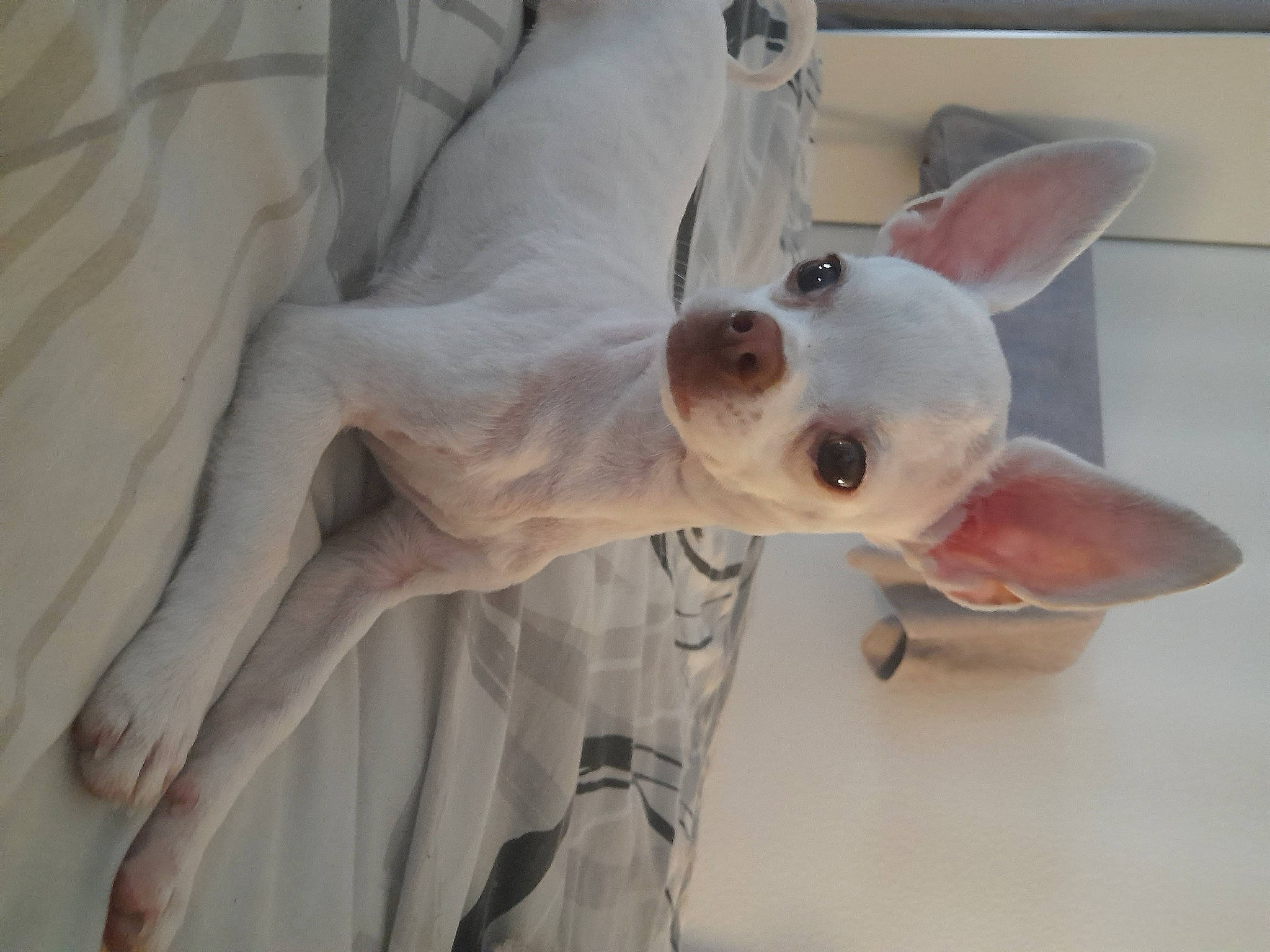 Kouki a rejoint le concours — aidez-le/la à gagner de superbes lots ! canidae, carnivore, companion_dog, dog, dog_breed, ear, fawn, grey, jaw, non_sporting_group, snout, sporting_group, terrestrial_animal, whiskers, working_animal