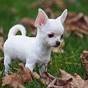 Kouki a rejoint le concours — aidez-le/la à gagner de superbes lots ! puppy, dog, chihuahua, white_dog, grass, leaves, autumn, outdoor, small_dog, cute, pet, animal, nature, young_dog, fur, ears, tail, walking, closeup, curious