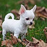 puppy, dog, chihuahua, white_dog, grass, leaves, autumn, outdoor, small_dog, cute, pet, animal, nature, young_dog, fur, ears, tail, walking, closeup, curious