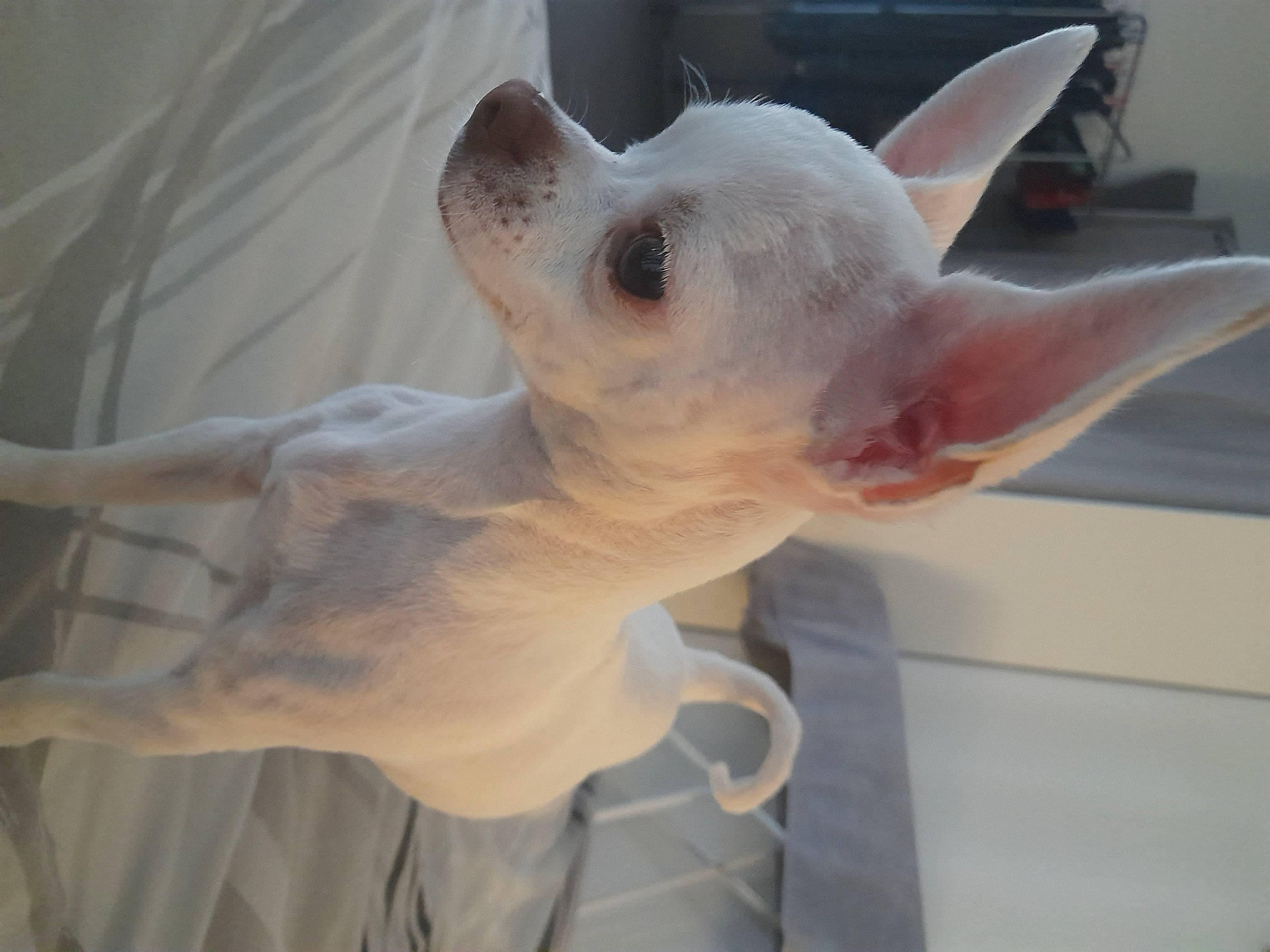 Kouki participe au concours pour gagner de l'argent avec cette photo : canidae, carnivore, companion_dog, cone, dog, dog_breed, ear, fawn, head, jaw, non_sporting_group, snout, sporting_group, tail, terrestrial_animal, toy_dog, whiskers, working_animal