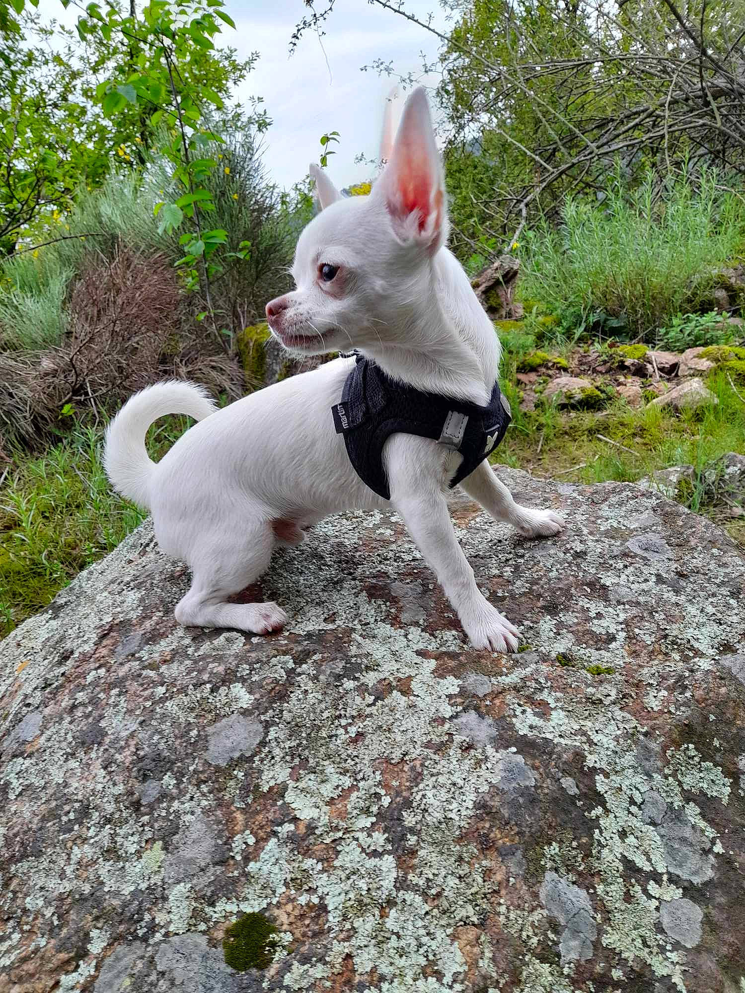 Kouki participe au concours pour gagner de l'argent avec cette photo : art, canidae, carnivore, companion_dog, dog, dog_breed, fawn, fur, grass, non_sporting_group, plant, sky, snout, snowshoe_hare, sporting_group, tail, terrestrial_animal, terrier, whiskers, wildlife