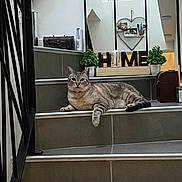 Gucci a rejoint le concours — aidez-le/la à gagner de superbes lots ! cat, tabby_cat, stairs, indoor, home_decor, potted_plant, mirror, heart_shaped_photo_holder, tile_floor, relaxed, pet, animal, feline, resting, house, welcome_sign, wooden_letters, gray, striped, domestic_cat