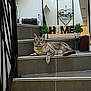 cat, tabby_cat, stairs, indoor, home_decor, potted_plant, mirror, heart_shaped_photo_holder, tile_floor, relaxed, pet, animal, feline, resting, house, welcome_sign, wooden_letters, gray, striped, domestic_cat