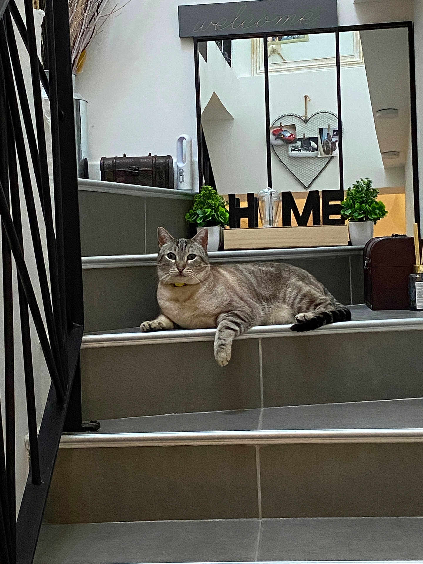 Gucci a rejoint le concours — aidez-le/la à gagner de superbes lots ! cat, tabby_cat, stairs, indoor, home_decor, potted_plant, mirror, heart_shaped_photo_holder, tile_floor, relaxed, pet, animal, feline, resting, house, welcome_sign, wooden_letters, gray, striped, domestic_cat