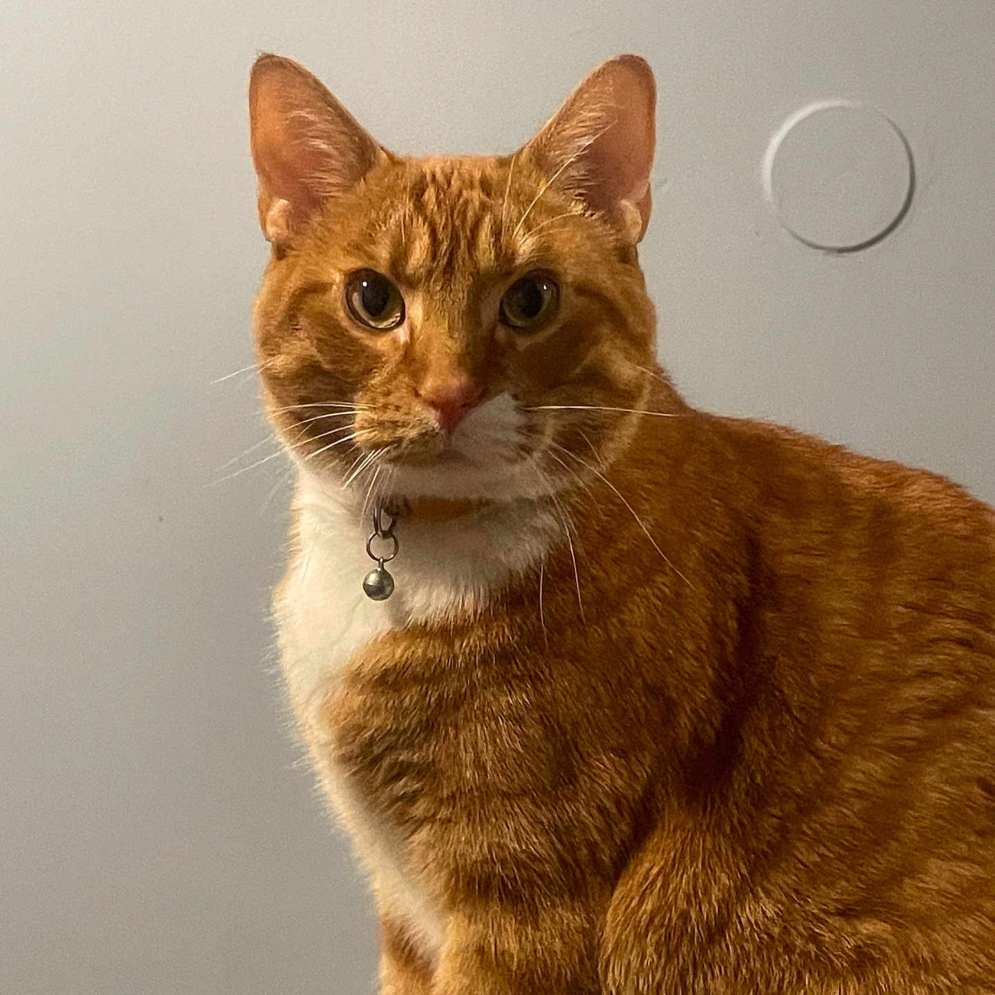 Tingy joined the competition — help win amazing prizes! abyssinian, accessories, angora, animal, architecture, building, cat, citrusfruit, collar, egyptiancat, hardwood, indoors, interiordesign, kitten, manx, pet, stainedwood, strap, wall, wood