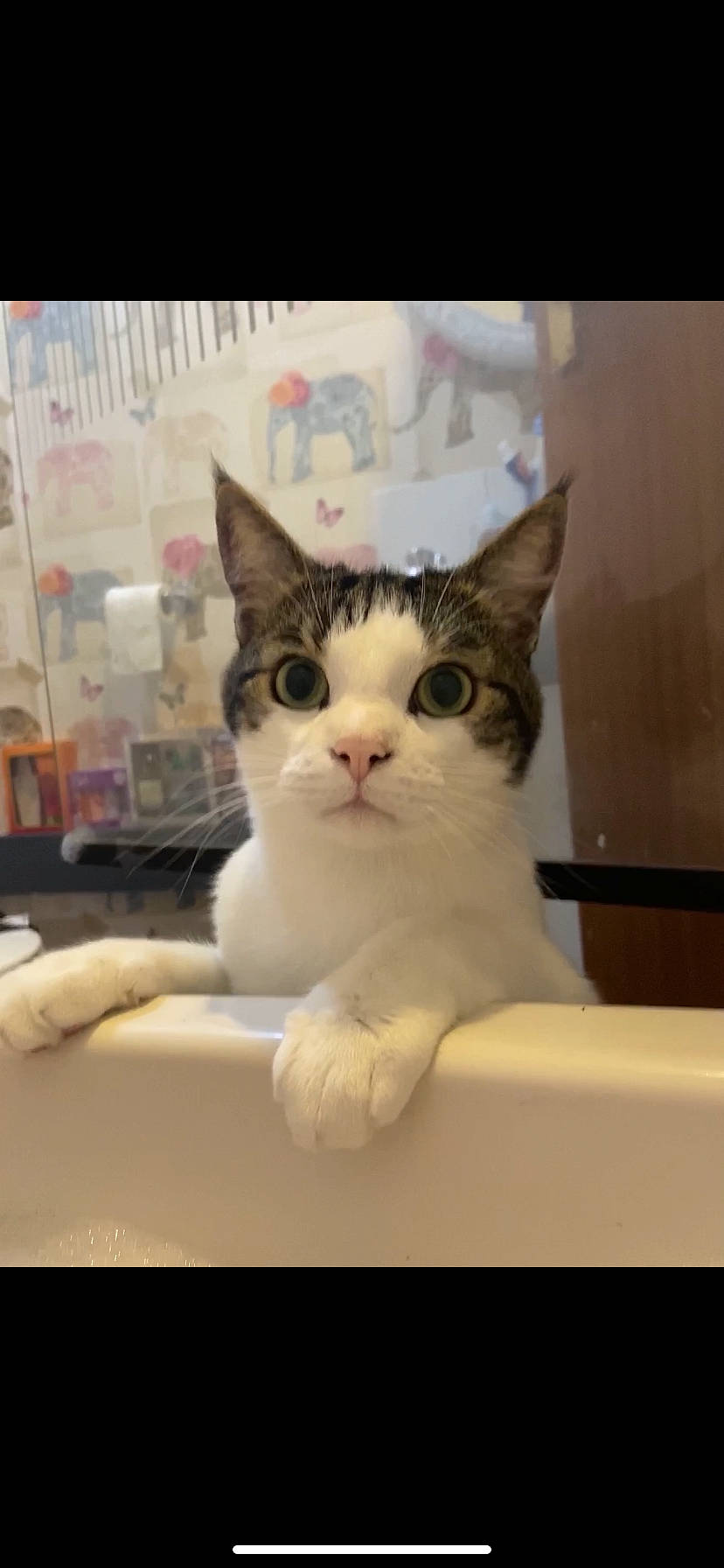 Quinn is registered to the contest to win money with this photo: aegean_cat, american_wirehair, asian, carnivore, cat, domestic_short_haired_cat, european_shorthair, felidae, kitten, mammal, paw, photo_caption, polydactyl_cat, small_to_medium_sized_cats, turkish_van, whiskers