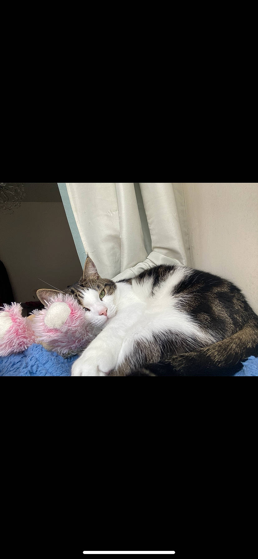 Quinn is registered to the contest to win money with this photo: carnivore, cat, ear, european_shorthair, felidae, fur, kitten, nap, norwegian_forest_cat, paw, photo_caption, polydactyl_cat, small_to_medium_sized_cats, tail, whiskers