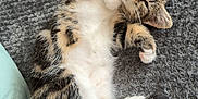 Bandit is registered to the contest to win money with this photo: kitten, cat, tabby, pet, sleepy, cute, feline, fur, whiskers, paws, relaxed, indoor, blanket, texture, soft, cozy, resting, animal, young, domestic