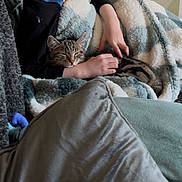Bandit is registered to the contest to win money with this photo: cat, kitten, tabby, blanket, couch, person, hand, cozy, petting, resting, indoor, fur, striped, comfort, relaxation, soft, nap, warm, home, snuggle