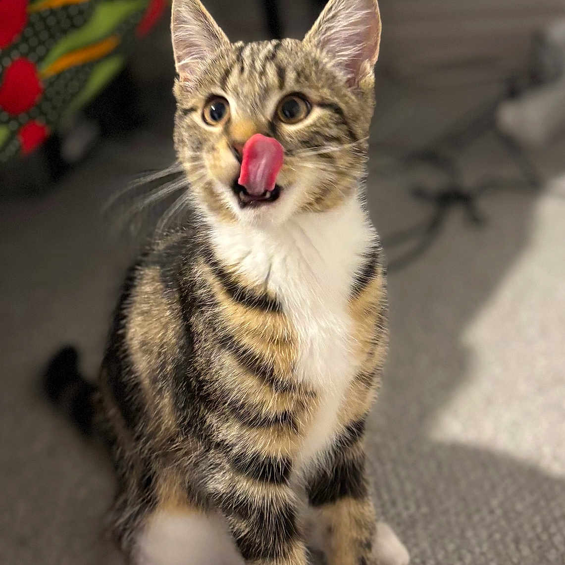 Bandit is registered to the contest to win money with this photo: blurred_background, carpet, cat, close_up, colorful_fabric, curious, cute, ears_up, feline, indoor, kitten, pet, playful, sitting, tabby, tongue_out, whiskers, white_chest, white_paws, young_animal