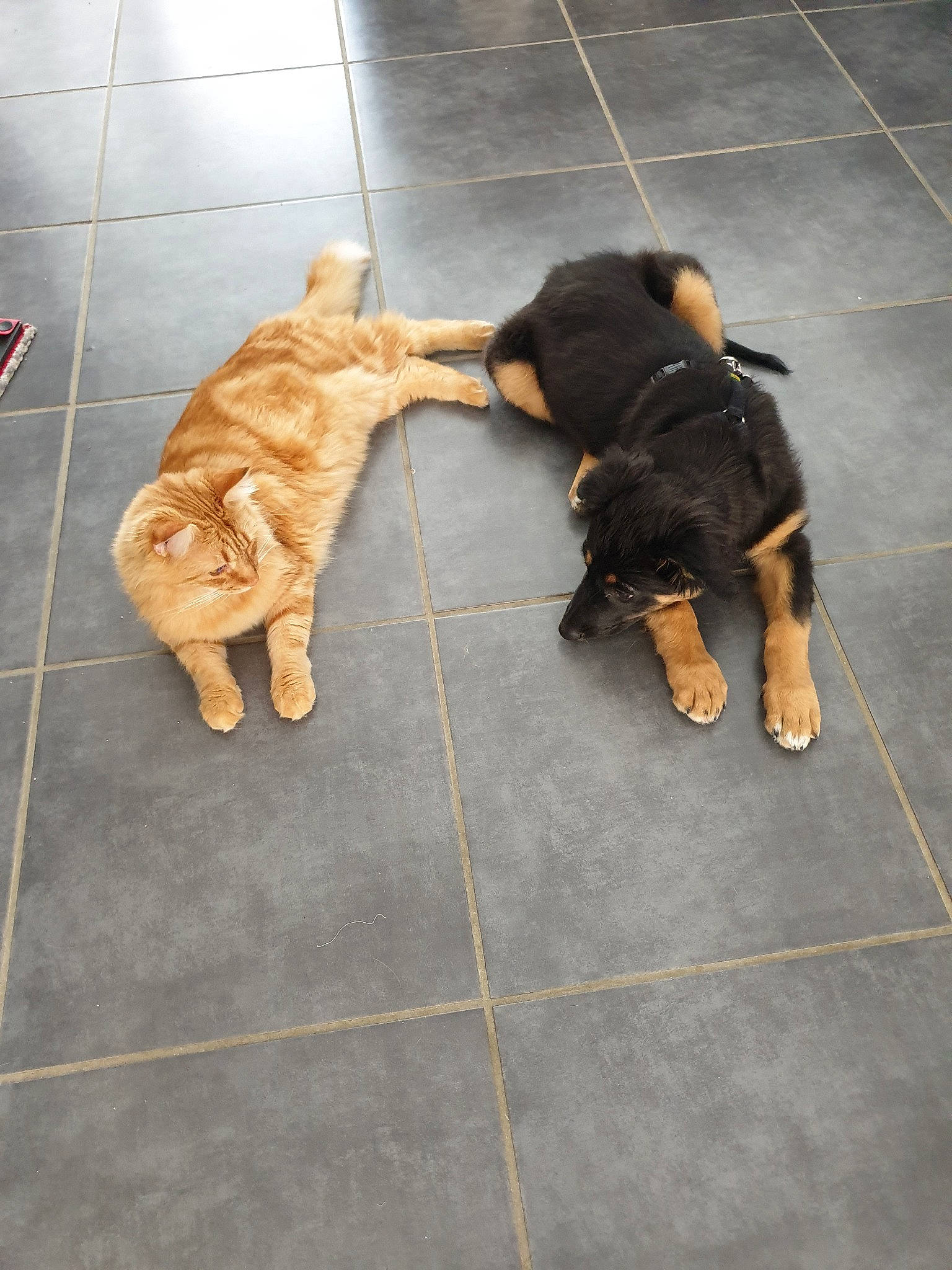 Nikita participe au concours pour gagner de l'argent avec cette photo : airedale_terrier, canidae, carnivore, dog, dog_breed, fawn, floor, flooring, puppy, sporting_group, tail, tile