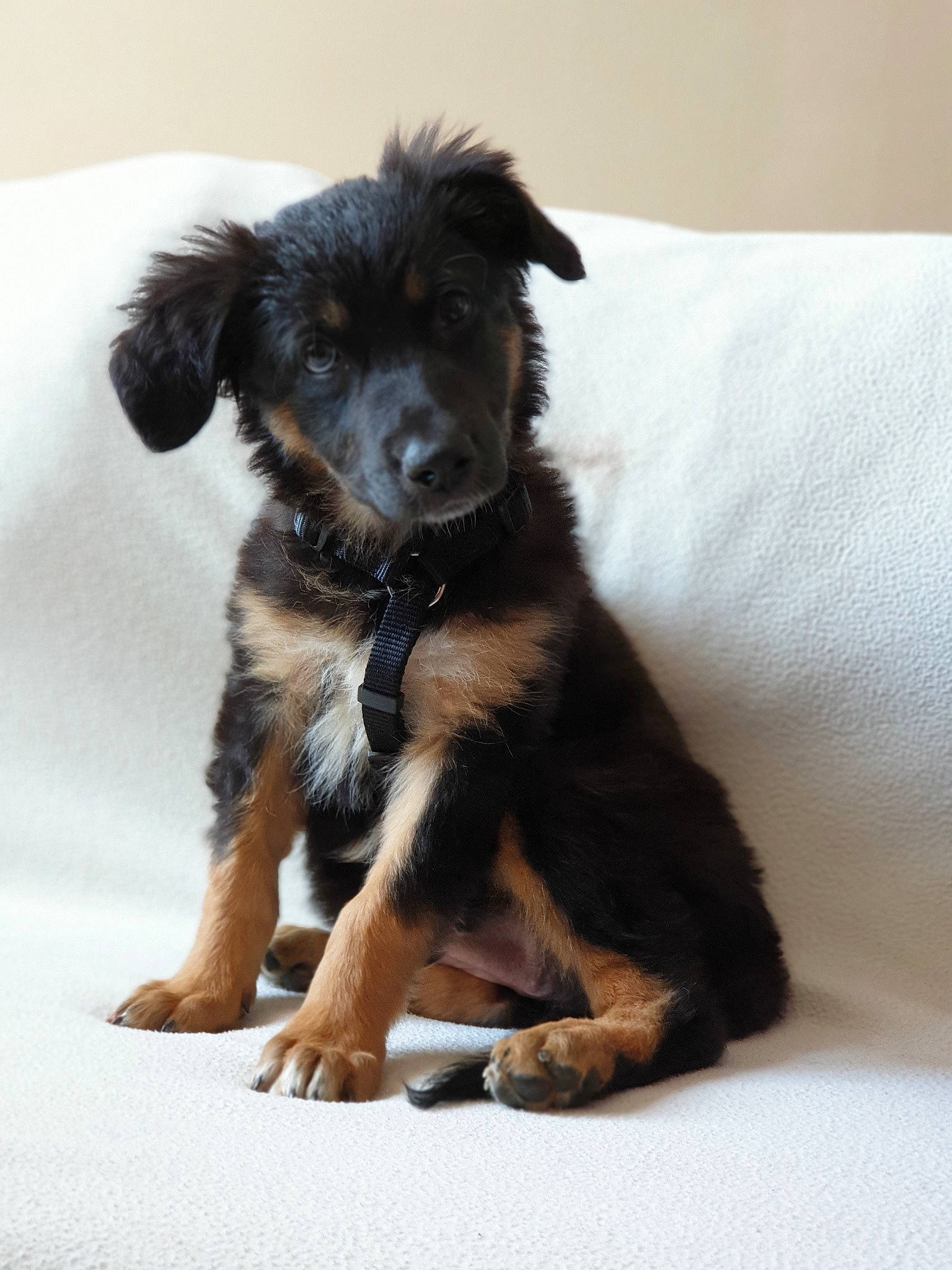 Nikita a rejoint le concours — aidez-le/la à gagner de superbes lots ! canidae, carnivore, companion_dog, dog, dog_breed, hovawart, mammal, puppy, rare_breed_dog, small_greek_domestic_dog, sporting_group, vertebrate