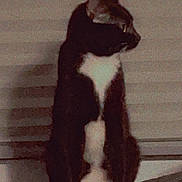 Lunar is registered to the contest to win money with this photo: cat, black_and_white, sitting, indoor, shadow, furniture, leather, pet, animal, looking_away, white_paws, white_chest, dark_background, feline, domestic_cat, household, side_view, quiet, still, calm