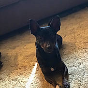 Toto is registered to the contest to win money with this photo: dog, small_dog, black_dog, brown_dog, pet, indoor, carpet, sunlight, shadow, ears, animal, lying_down, floor, couch, furniture, domestic_animal, closeup, resting, canine, quiet