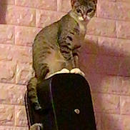 Polly joined the competition — help win amazing prizes! cat, tabby, guitar_case, perched, indoor, wall, curious, animal, pet, feline, looking, texture, shadow, floor, wood, household, domestic, mammal, sitting, vertical