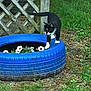 Leo joined the competition — help win amazing prizes! cat, black_and_white, tire, planter, flowers, grass, garden, wooden_lattice, outdoor, pet, curious, nature, plant, spring, animal, greenery, yard, flora, playful, small_animal