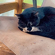 Leo is registered to the contest to win money with this photo: cat, black_and_white, sleeping, chair, mesh, wood, rustic, fur, pet, animal, resting, cozy, indoor, quiet, relaxation, whiskers, tail, calm, feline, nap
