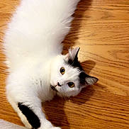 Gretel is registered to the contest to win money with this photo: cat, white_cat, black_markings, stretching, wooden_floor, couch, pet, animal, feline, playful, curious, indoor, fur, whiskers, ears, paw, relaxed, household, domestic, cute