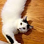 cat, white_cat, black_markings, stretching, wooden_floor, couch, pet, animal, feline, playful, curious, indoor, fur, whiskers, ears, paw, relaxed, household, domestic, cute