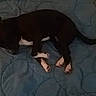Elsa a rejoint le concours — aidez-le/la à gagner de superbes lots ! american_pit_bull_terrier, black, black_cat, boston_terrier, canidae, carnivore, cat, dog, dog_breed, felidae, guard_dog, mammal, non_sporting_group, puppy, snout, sporting_group, tail, vertebrate, whiskers