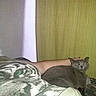 Mina a rejoint le concours — aidez-le/la à gagner de superbes lots ! asian, carnivore, cat, domestic_short_haired_cat, european_shorthair, fawn, felidae, kitten, room, russian_blue, small_to_medium_sized_cats, tail, whiskers