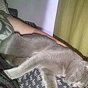 Mina a rejoint le concours — aidez-le/la à gagner de superbes lots ! british_shorthair, carnivore, cat, chartreux, fawn, felidae, kitten, korat, nap, russian_blue, small_to_medium_sized_cats, tail
