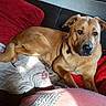Canaille a rejoint le concours — aidez-le/la à gagner de superbes lots ! beagador, black_mouth_cur, broholmer, canidae, carnivore, dog, dog_breed, fawn, mammal, potcake_dog, rhodesian_ridgeback, snout, sporting_group, vertebrate