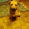 Canaille participe au concours pour gagner de l'argent avec cette photo : black_mouth_cur, canidae, carnivore, dog, dog_breed, fawn, floor, flooring, labrador_retriever, mammal, mountain_cur, potcake_dog, rhodesian_ridgeback, snout, sporting_group, street_dog, tile, vertebrate