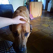 Canaille a rejoint le concours — aidez-le/la à gagner de superbes lots ! black_mouth_cur, canidae, carnivore, dog, dog_breed, ear, fawn, floor, flooring, lurcher, rhodesian_ridgeback, snout