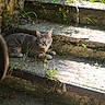 cat, tabby_cat, stairs, concrete, outdoor, sunlight, shadow, plants, grass, nature, urban_decay, wall, curious, animal, resting, daylight, greenery, texture, environment, relaxing