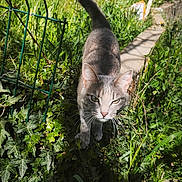 Tora a rejoint le concours — aidez-le/la à gagner de superbes lots ! cat, gray_cat, outdoor, garden, grass, ivy, sunlight, shadow, path, fence, nature, animal, pet, walking, tail, greenery, daylight, curious, looking, close_up