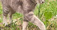 Tora participe au concours pour gagner de l'argent avec cette photo : cat, tabby_cat, outdoor, greenery, grass, plants, nature, animal, feline, walking, fur, paw, ears, tail, daylight, focus, closeup, mammal, whiskers, curious