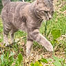 cat, tabby_cat, outdoor, greenery, grass, plants, nature, animal, feline, walking, fur, paw, ears, tail, daylight, focus, closeup, mammal, whiskers, curious