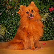 Cookie a rejoint le concours — aidez-le/la à gagner de superbes lots ! animal, background, companion, cute, dog, flowers, fluffy, fur, greenery, happy, indoor, orange, pet, pomeranian, portrait, sitting, small_dog, smiling, tablecloth, tongue_out