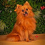 animal, background, companion, cute, dog, flowers, fluffy, fur, greenery, happy, indoor, orange, pet, pomeranian, portrait, sitting, small_dog, smiling, tablecloth, tongue_out