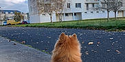 Cookie participe au concours pour gagner de l'argent avec cette photo : animal, apartmentbuilding, architecture, building, canine, car, city, condo, dog, highrise, housing, neighborhood, officebuilding, pet, road, street, tarmac, transportation, urban, vehicle