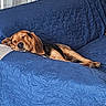 Aka a rejoint le concours — aidez-le/la à gagner de superbes lots ! dog, sleeping, couch, blue_quilt, indoor, relaxing, pet, resting, furniture, cozy, beagle, domestic_animal, canine, home, quiet, nap, comfort, living_room, wooden_table, radiator