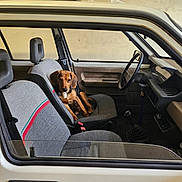 Aka a rejoint le concours — aidez-le/la à gagner de superbes lots ! dog, car, car_interior, seat, gray_seat_cover, dog_lying, window, steering_wheel, dashboard, manual_gear_shift, car_door, headrest, pet, animal, brown_dog, vintage_car, relaxed, indoor, transport, vehicle