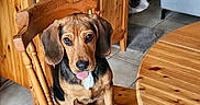 Aka a rejoint le concours — aidez-le/la à gagner de superbes lots ! puppy, dog, wooden_chair, wooden_table, tile_floor, cabinet, indoor, pet, cute, tongue_out, brown_dog, black_and_brown_fur, domestic_animal, furniture, home_interior, cozy, sitting, looking_up, animal, companion