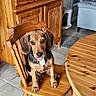 puppy, dog, wooden_chair, wooden_table, tile_floor, cabinet, indoor, pet, cute, tongue_out, brown_dog, black_and_brown_fur, domestic_animal, furniture, home_interior, cozy, sitting, looking_up, animal, companion