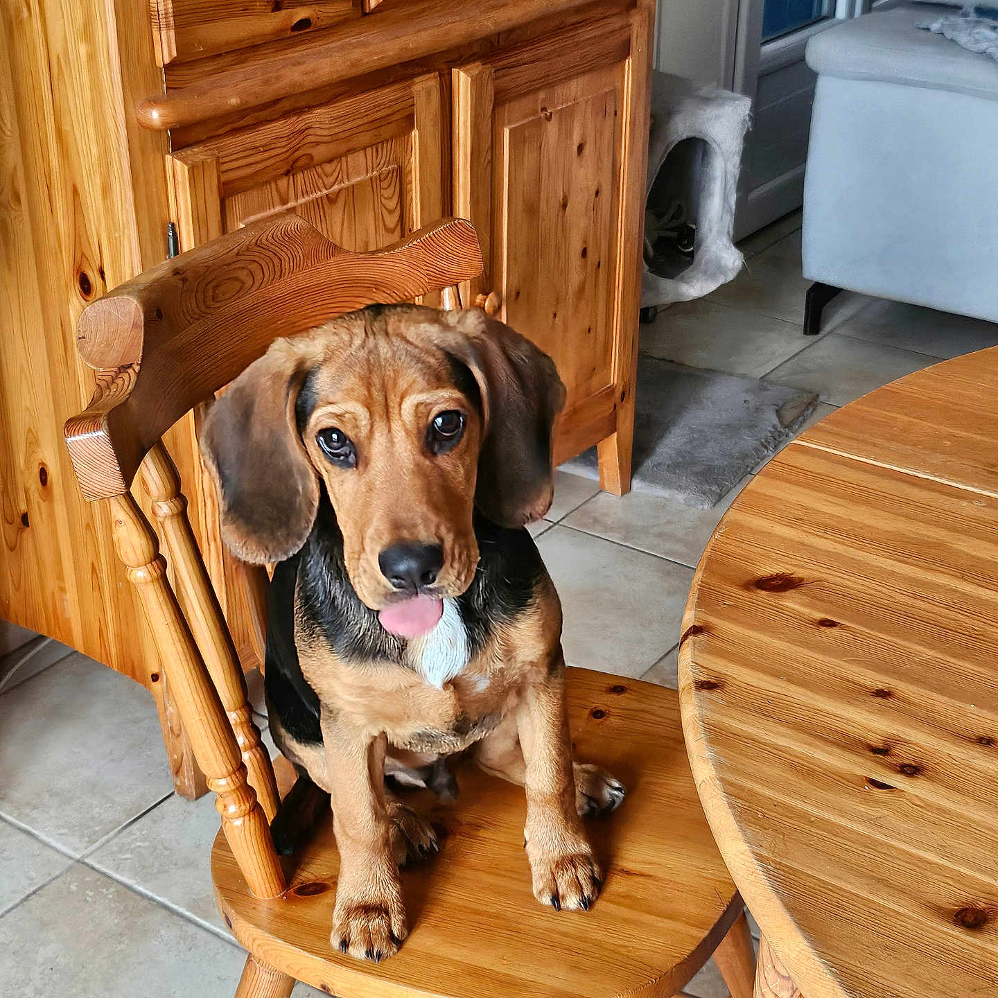 Aka a rejoint le concours — aidez-le/la à gagner de superbes lots ! puppy, dog, wooden_chair, wooden_table, tile_floor, cabinet, indoor, pet, cute, tongue_out, brown_dog, black_and_brown_fur, domestic_animal, furniture, home_interior, cozy, sitting, looking_up, animal, companion