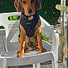 Aka a rejoint le concours — aidez-le/la à gagner de superbes lots ! dog, pet, animal, outdoor, chair, harness, sunlight, greenery, deck, wood, plastic_chair, brown_dog, cute, sitting, nature, daylight, leisure, domestic_animal, looking, ears