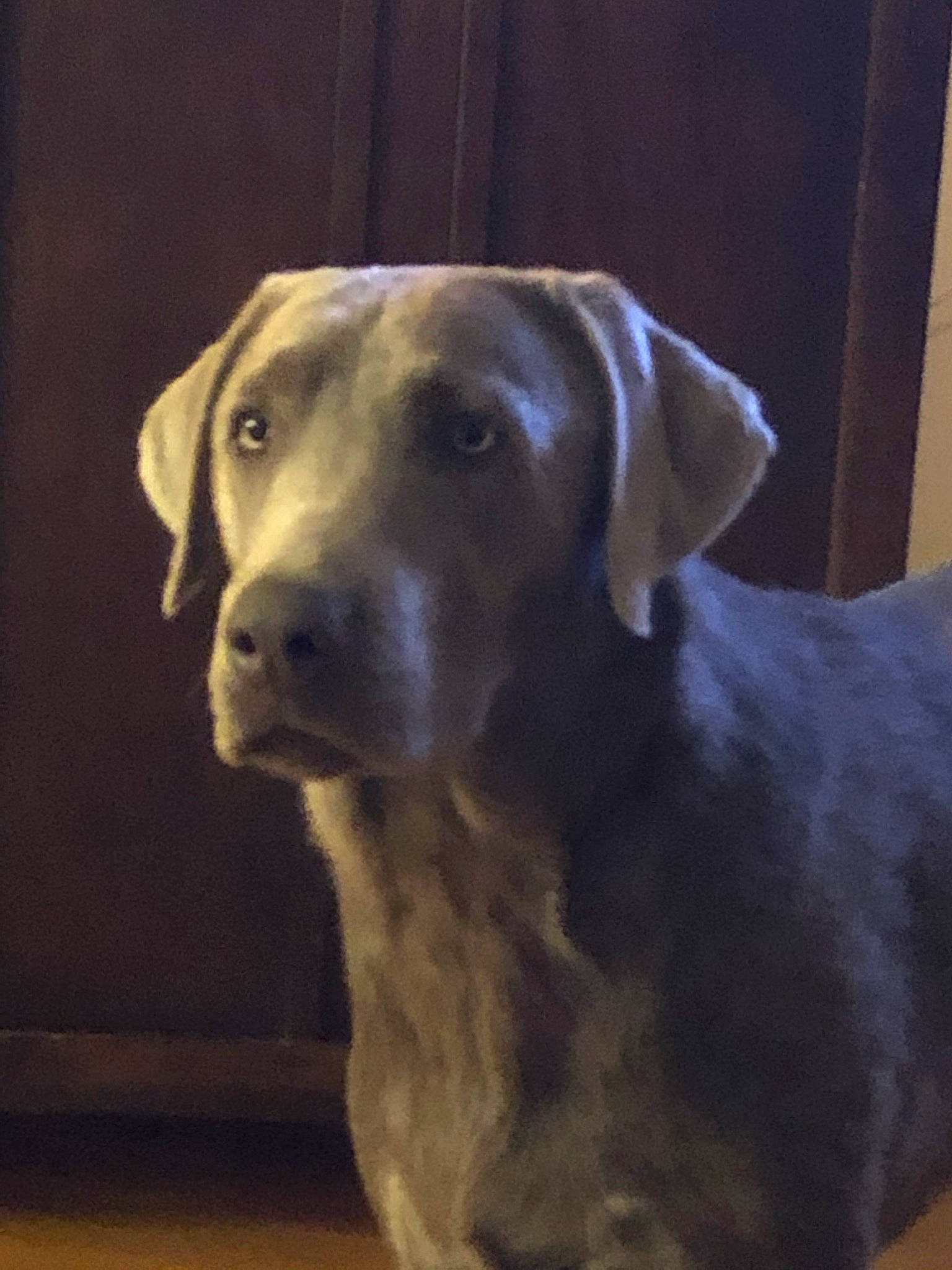 Ranger is registered to the contest to win money with this photo: carnivore, companion_dog, dog, dog_breed, electric_blue, event, flooring, fur, gun_dog, hunting_dog, liver, metal, night, retriever, snout, sporting_group, terrestrial_animal, whiskers, wood, working_animal