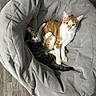 Cheeseburger joined the competition — help win amazing prizes! cat, cats, orange_cat, tabby_cat, pet, animal, feline, cozy, chair, furniture, indoor, snuggling, cute, resting, companion, soft_texture, relaxing, domestic_animal, two_animals, cute_pets