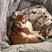 Cheeseburger joined the competition — help win amazing prizes! cat, orange_cat, white_cat, blanket, bat_pattern, chair, cushion, cozy, pet, fur, sleeping, resting, indoor, home, comfortable, cute, mammal, animal, relaxing, domestic_cat