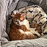 cat, orange_cat, white_cat, blanket, bat_pattern, chair, cushion, cozy, pet, fur, sleeping, resting, indoor, home, comfortable, cute, mammal, animal, relaxing, domestic_cat