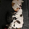 Cheeseburger joined the competition — help win amazing prizes! cat, cats, feline, pet, animal, couch, sofa, resting, sleeping, curled_up, tabby, orange_and_white, fur, indoor, cozy, cute, relaxed, red_game_controller, gaming, companion
